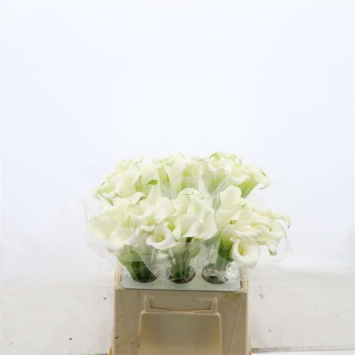 <h4>Calla Whitehorse</h4>