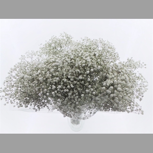 BQ Mono Gyps x5 60cm
