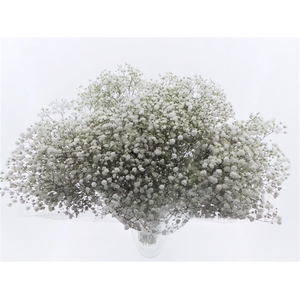 BQ Mono Gyps x5 60cm