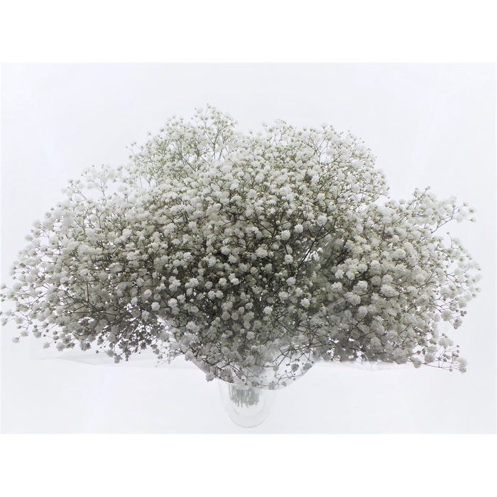 <h4>BQ Mono Gyps x5 60cm</h4>