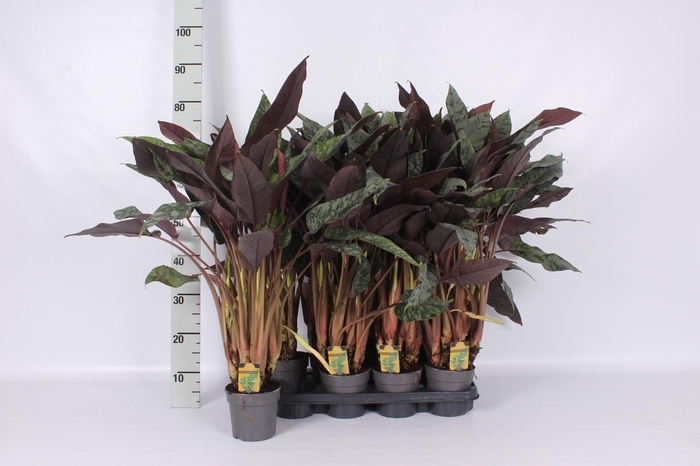 <h4>GROENE PL OV</h4>