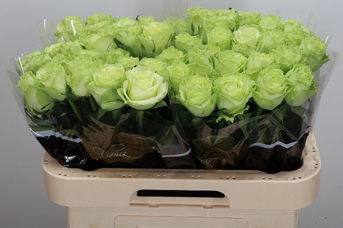 <h4>R Gr Camouflage!</h4>