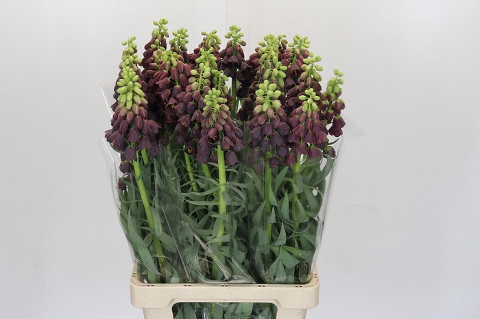 <h4>Fritillaria Persica</h4>