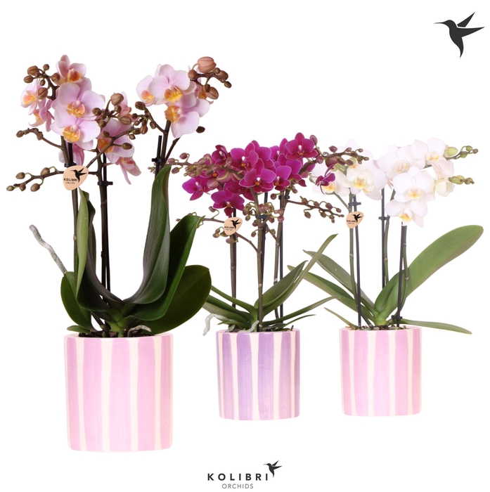 <h4>Kolibri Orchids Phalaenopsis mix 3 spike in Painted Stripe pink</h4>