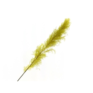 Dried cortaderia paint yellow