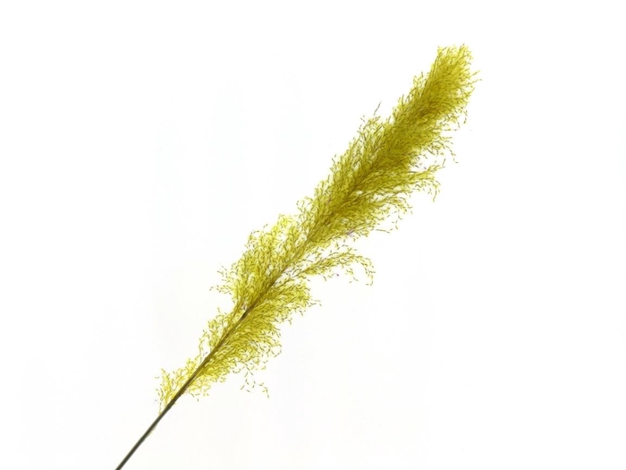 <h4>Dried cortaderia paint yellow</h4>