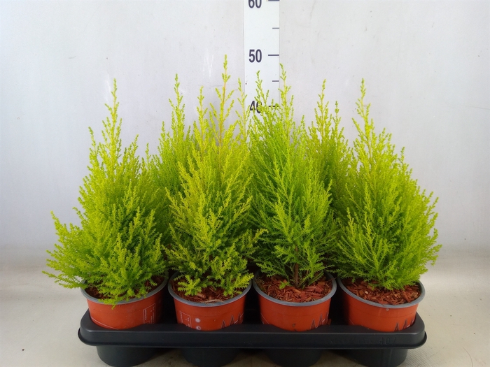 <h4>Cupressus macro. 'Goldcrest Wilma'</h4>