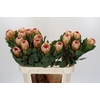 Protea Grandicolor