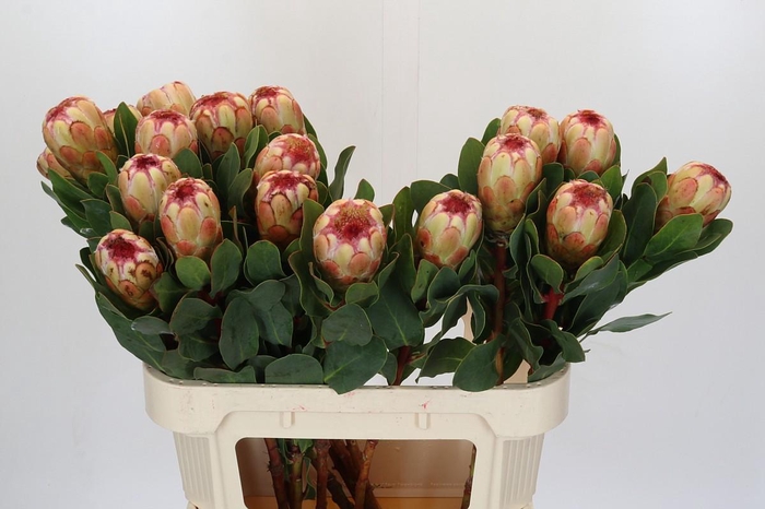 <h4>Protea Grandicolor</h4>