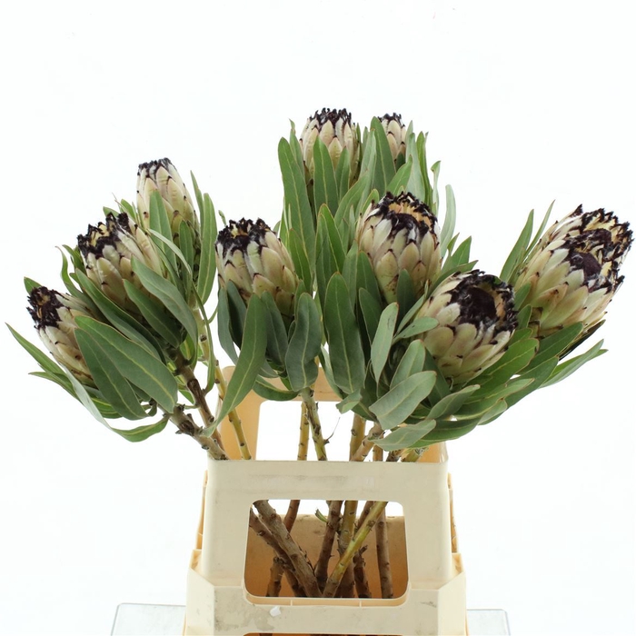 <h4>Protea L Lady White</h4>