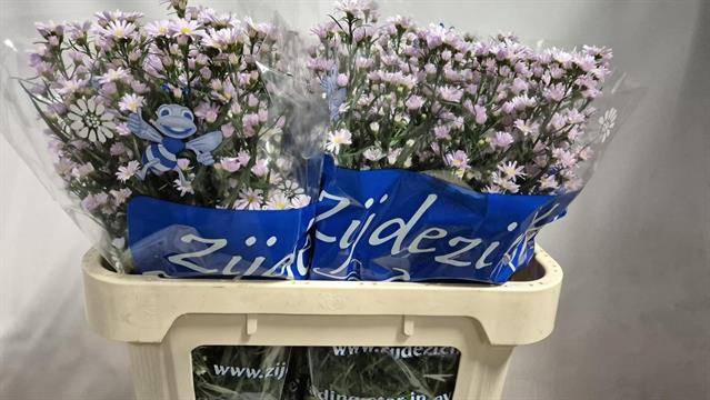 <h4>Ast Claudia Zijdezicht</h4>