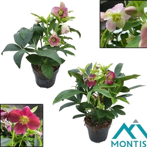 Helleborus Orientalis mix 12 cm