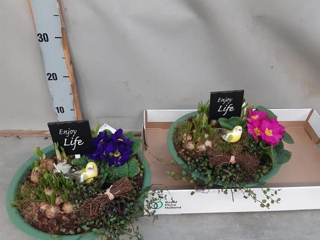 arr8 Arr Bol Knol In Zinken Schaal