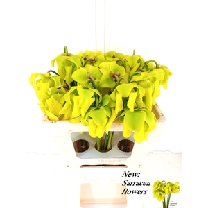 SARRACENIA OV