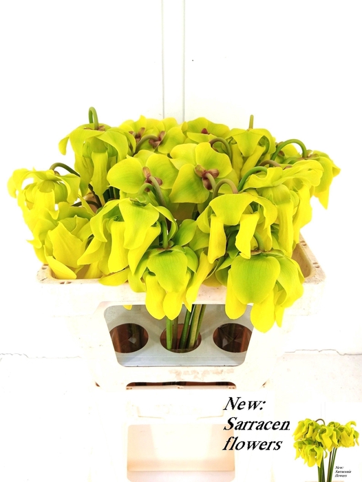<h4>SARRACENIA OV</h4>