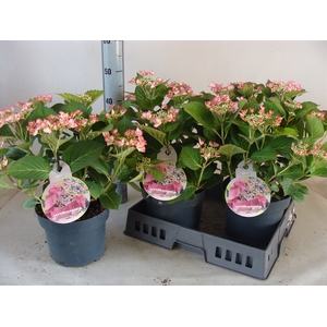 Hydrangea mac.   ...