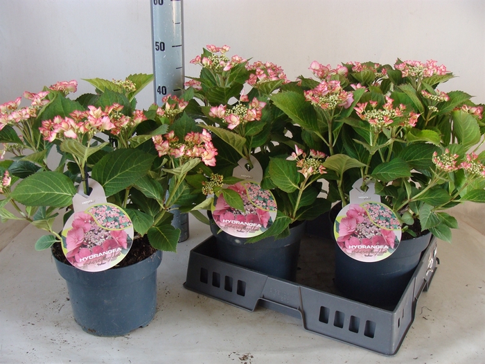 <h4>Hydrangea mac.   ...</h4>