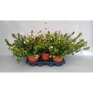 Abelia grandiflora