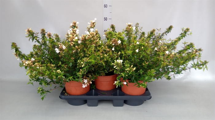 <h4>Abelia grandiflora</h4>