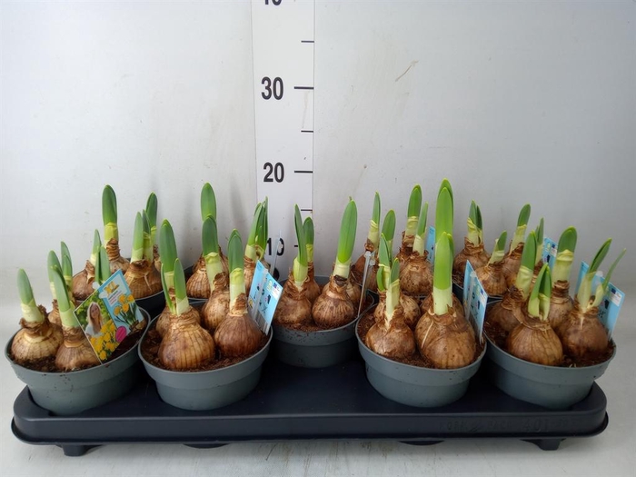 <h4>Narcissus DU 'Gold Medal''</h4>