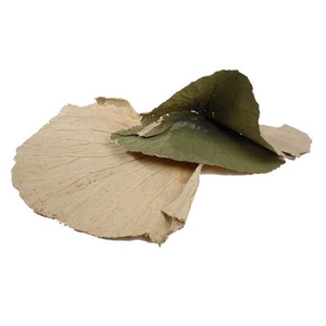 Leaf Lotus Small 10pc 45cm