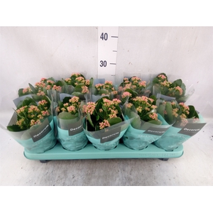 Kalanchoe blos. 'Serenity Apricot'