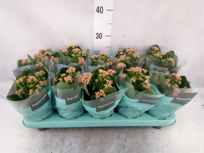 Kalanchoe blos. 'Serenity Apricot'