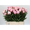 Paeonia Sarah Bernhardt