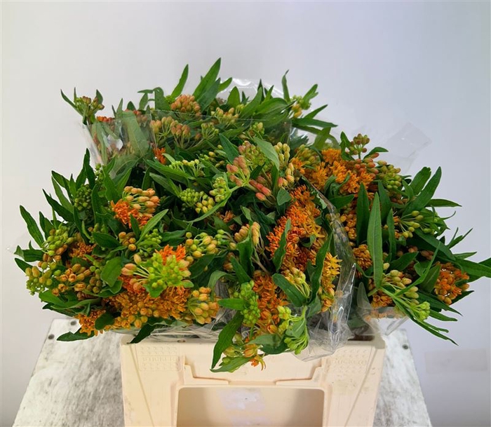 <h4>Ascl Tuberosa</h4>