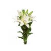 LIRIO WHITE CHARM 060 CM HT 3/5 FLS