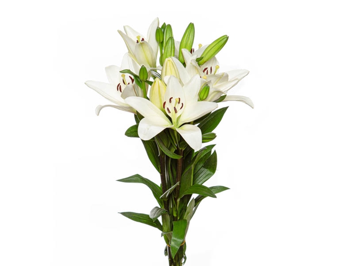 <h4>LIRIO WHITE CHARM 080 CM HT 3/5 FLS</h4>