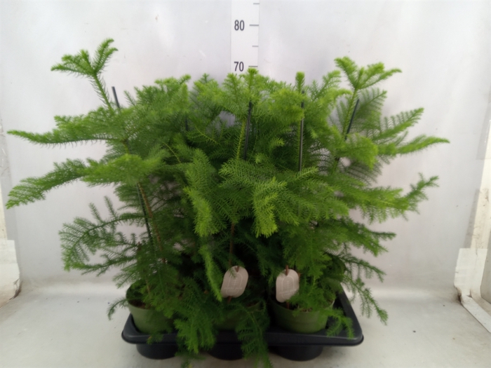 <h4>Araucaria heterophylla</h4>