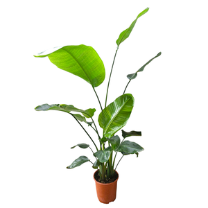 Strelitzia Nicolai 27 cm