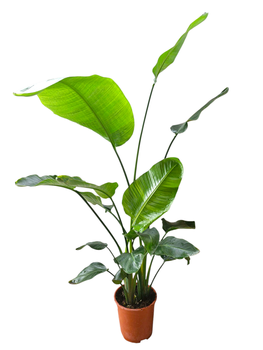 <h4>Strelitzia Nicolai 27 cm</h4>