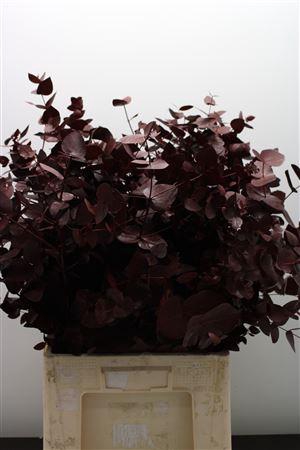 Euc Cinerea V Bordeaux