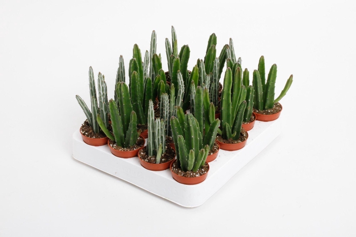 <h4>Stapelia mix</h4>