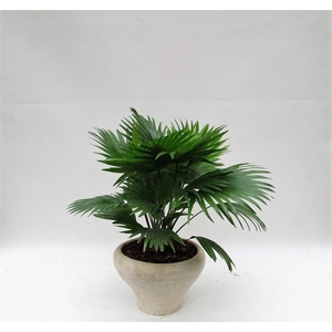 LIVISTONA ROTUNDIFOL