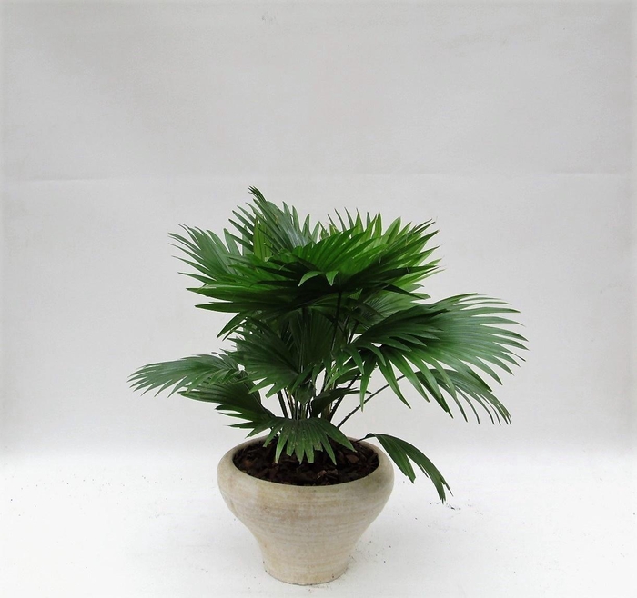 <h4>LIVISTONA ROTUNDIFOL</h4>