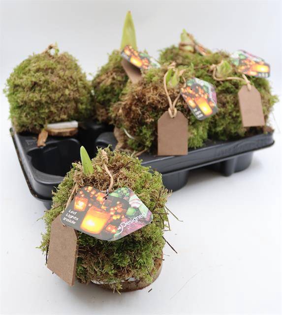 <h4>HIPP BULB MOSS + LED  </h4>