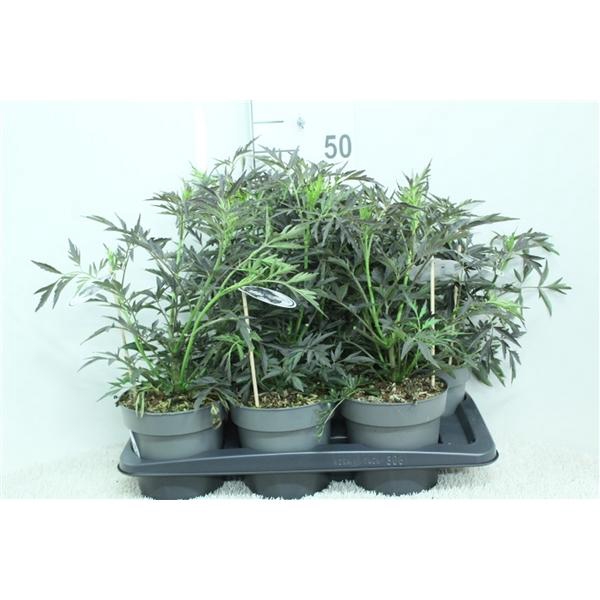 <h4>Sambucus nigra Black Lace P17 potgekweekt</h4>