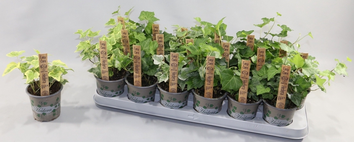 Hedera helix mixed 9Ø 10cm
