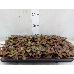Fittonia verschaf. 'Red Angel'