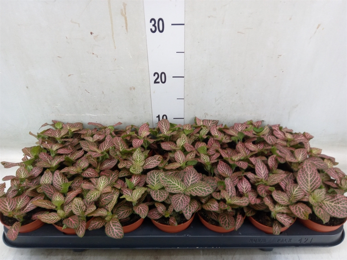 <h4>Fittonia verschaf. 'Red Angel'</h4>