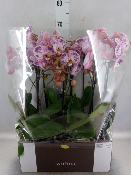 Phalaenopsis   ...