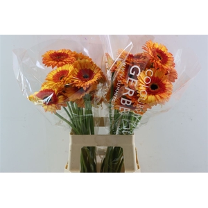 Ge Gr Candy Corn