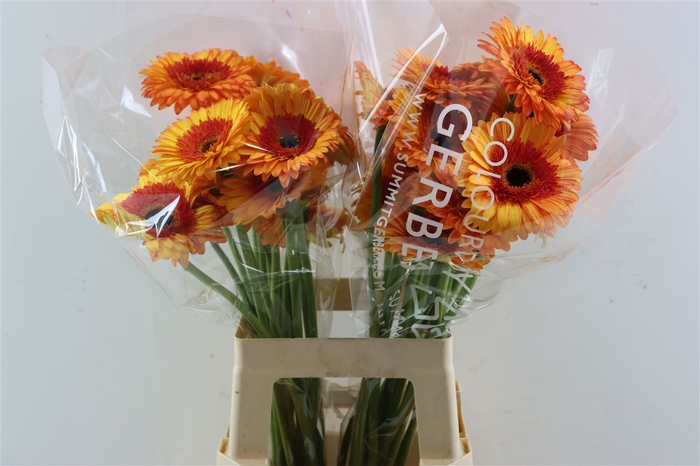 Ge Gr Candy Corn