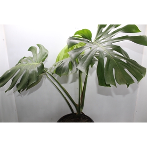 MONSTERA DELICIOSA P23