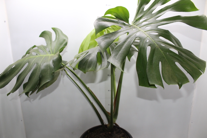 <h4>MONSTERA DELICIOSA P23</h4>