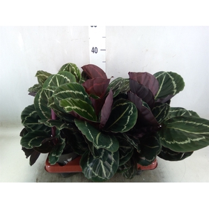 Calathea roseopicta 'Dottie'