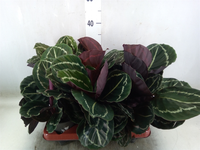 <h4>Calathea roseopicta 'Dottie'</h4>